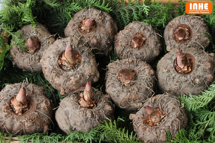 Konjac Root