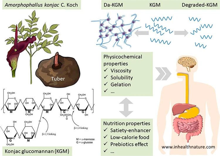 The Effects of Glucomannan on Intestinal Health