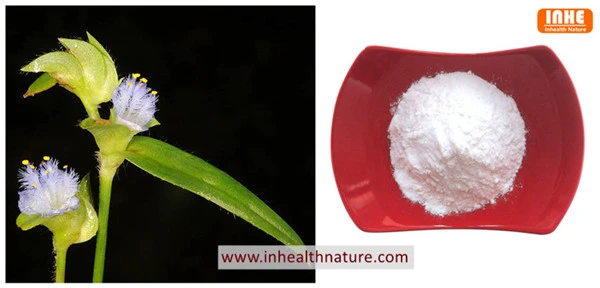 Cyanotis Vaga and 20-hydroxyecdysone powder Cyanotis Vaga and 20-hydroxyecdysone powder