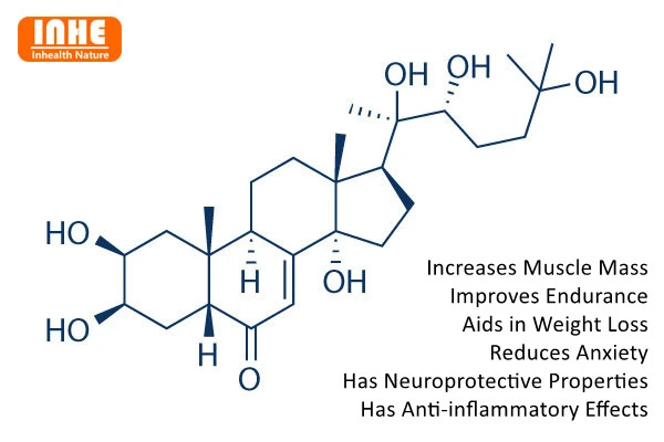 20-Hydroxyecdysone Powder Health Benefits 20-Hydroxyecdysone Powder Health Benefits