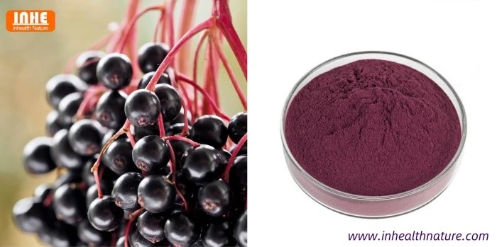 Sambucus nigra L and Elderberry Fruit Extract