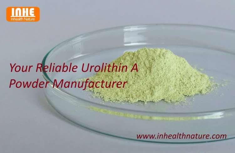 Your Reliable Urolithin A Powder Manufacturer