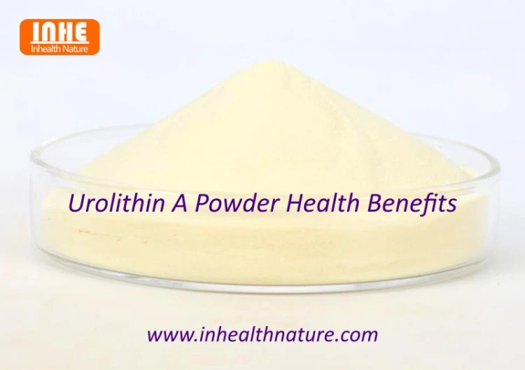 Urolithin A Powder Health Benefits